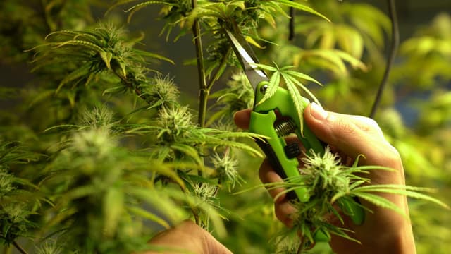 First social equity in Illinois.jpg